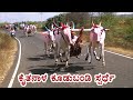 Kudubandi Bullocks race at Kaitnal | Front shot