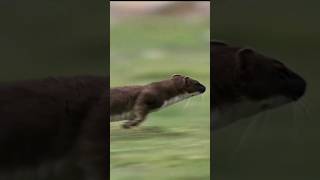 Hurn Y Su Caza 10 Veces Ms Grande Que El animalesfantasticos huron cazador