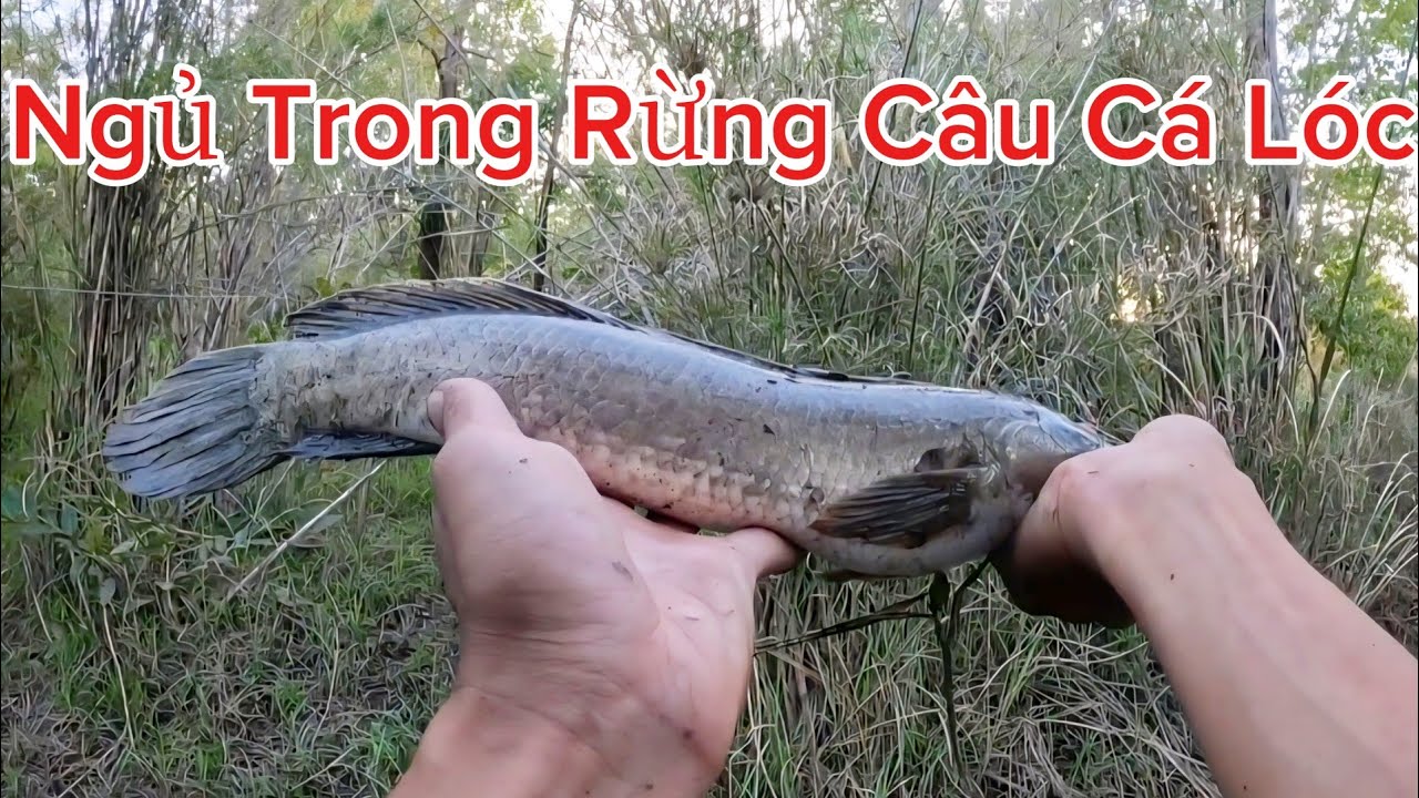 Hành trình câu cá lóc tự nhiên 3 ký 2026 p4 huynhvananfishing