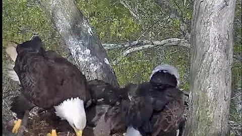 DHEC, Tandem Feeding, 042118