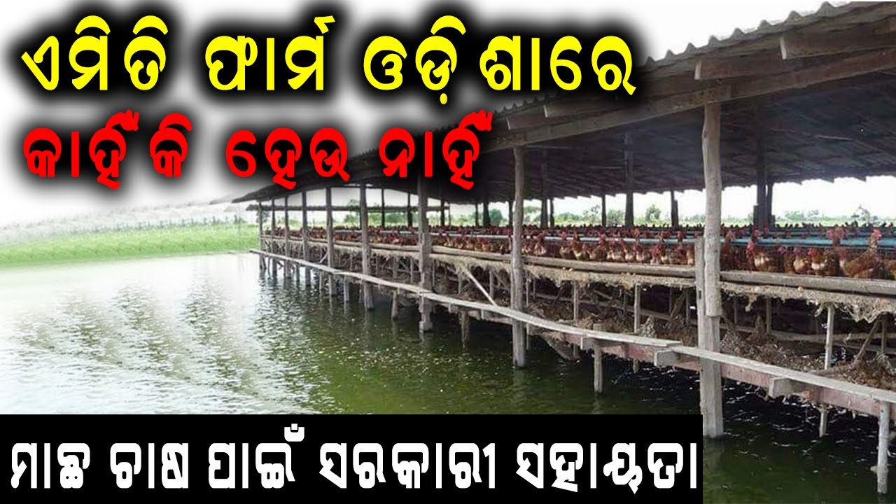 ଓଡ଼ିଶାରେ କାହିଁକି ସଫଳ ହେଉ ନାହିଁ ପୋଖରୀ ଉପରେ କୁକୁଡ଼ା ଚାଷ | Why poultry is not successful over the pond.