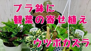 上から観葉植物の寄せ植えプランツギャザリング