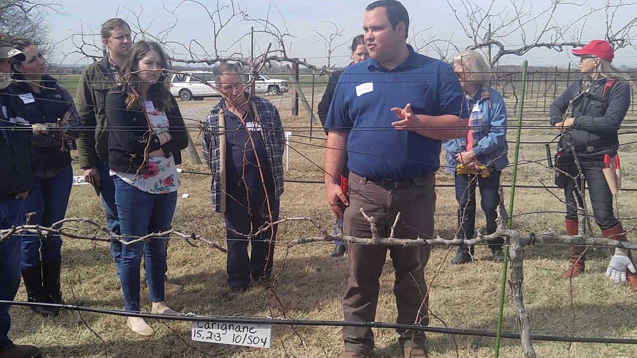 Lime Sulpher Spraying - Why and When