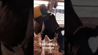 Relax Cow is Having a Massage shorts massage brushing cow