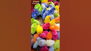 اجمل افراخ الدجاج 