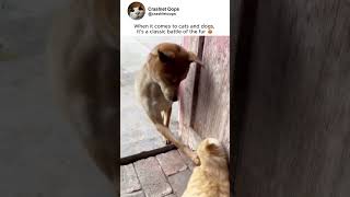 &quot;Epic Cat vs Dog Fails 😂🐾&quot;