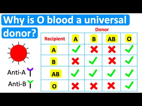 Video: Ktorá krvná skupina je univerzálnym akceptorom?