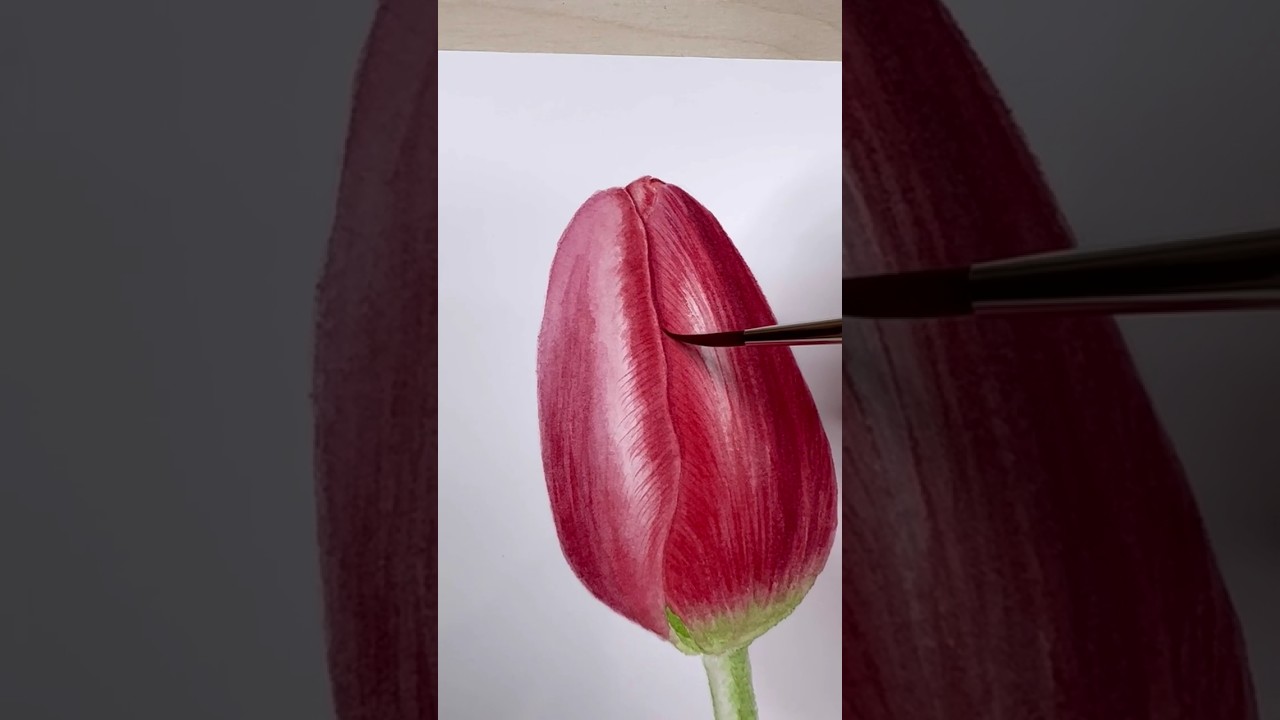 Red tulip painting process 