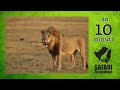 Leonesse uccidono gnu e Leone litiga e combatte con leonesse INCREDIBILE
