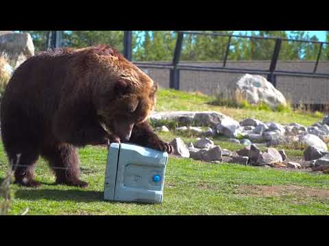 YETI Coolers: Super Cool & Bear Proof?