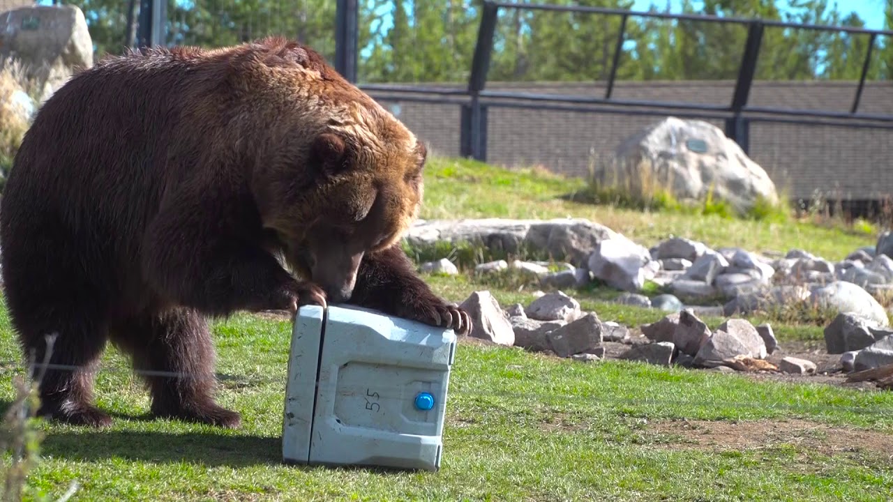 bear proof cooler