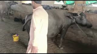 buffalo milk fever treatment and injection for skin allergy at buffalo farm