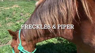 Freckles meets Piper