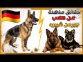 معلومات و حقائق مذهلة عن كلاب الجيرمن شيبرد || German Shepherd