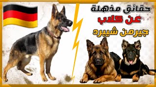 معلومات و حقائق مذهلة عن كلاب الجيرمن شيبرد || German Shepherd