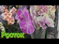 ШОК❗От КРАСОТЫ этих Мутантов ОРХИДЕЙ Садовый ЦЕНТР РАСТОК 🌿