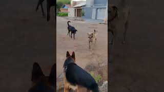 Dois cães grandes tentando intimidar o Pastor Alemão