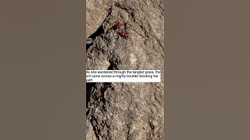 the little ant learned the importance of perseverance and determination