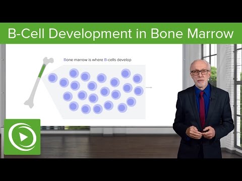 B-Cell Development in the Bone Marrow – Lymphocyte Development | Lecturio