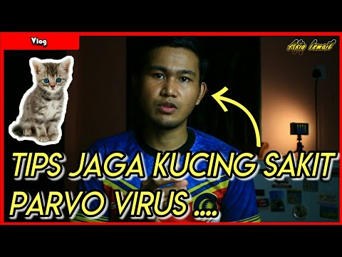 7 cara merawat kucing yang terkena parvo - YouTube