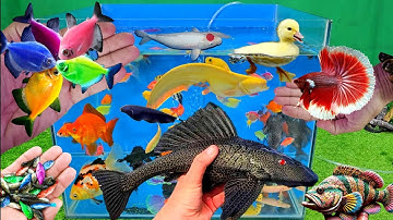 Video tổng hợp cá cảnh đẹp, vịt, vịt con, cá koi, cá trê, cá sặc, cá da trơn