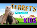 Ferret Facts Quiz
