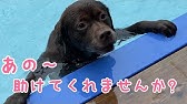 パトカーのサイレンに遠吠えするラブラドール Youtube パトカーのサイレンに遠吠えするラブラドール Youtube