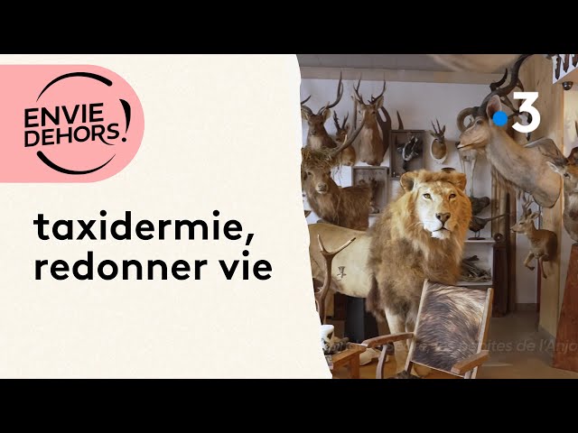 VIDEO. Au Muséum, l'art délicat et spectaculaire de la taxidermie