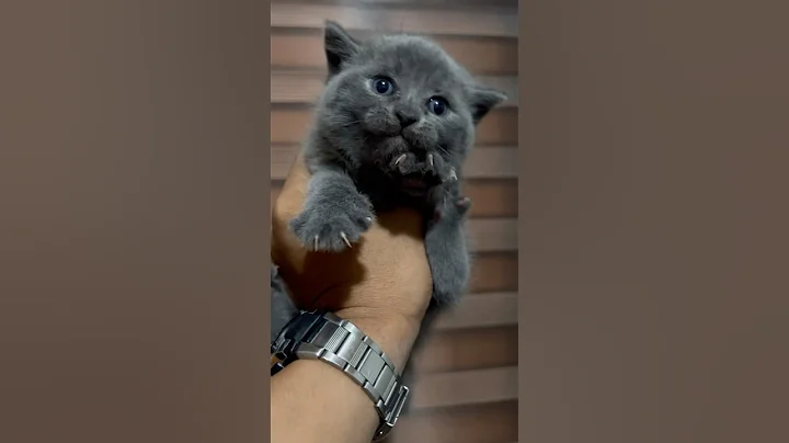 Video 11846721: cute british shorthair kitten, shorthair kitten britishshorthair, britishshorthair kitten cutecat