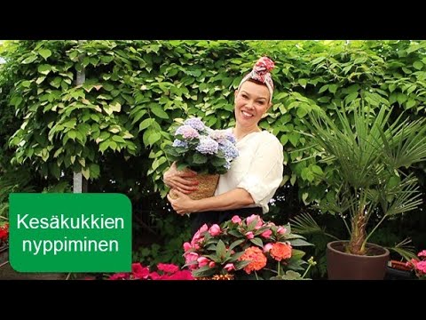 Video: Petunioiden hoitaminen ruukuissa - Kuinka kasvattaa petunioita säiliöissä