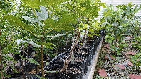 Training Young Container Fig Trees - Year 2&3