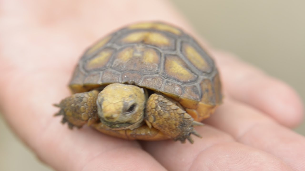 gopher tortoise pet