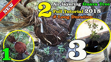 Air Layering Guava Tree 2018 Tutorial Full RESULT by Grafting Examples