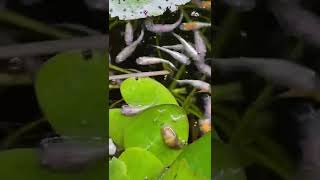 メダカが水上に出てまで餌を食べようとする様子＆可愛いヒメガガブタの花