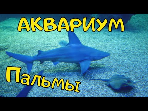 Едем в Аквариум Пальмы де Майорка. Где находится? Цены билета, как добраться из Ареналя?