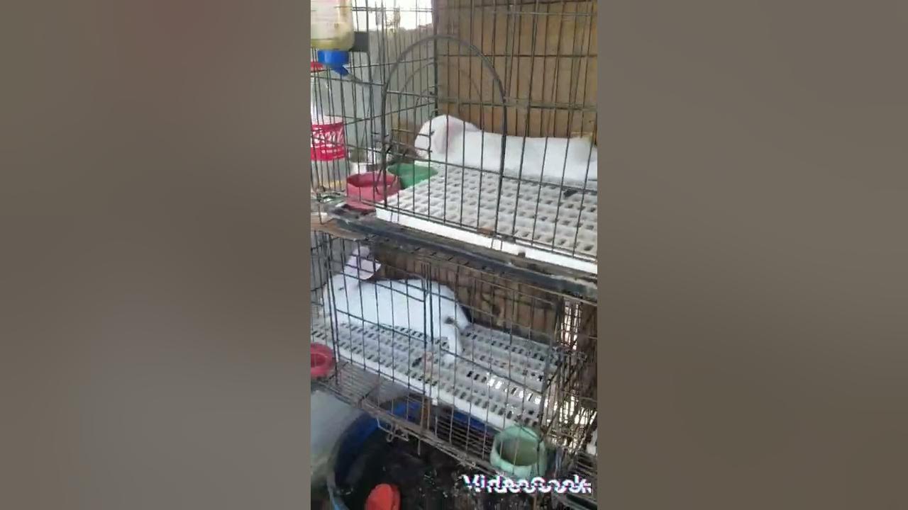 Liquid fertilizer from banana peel, rabbit urine and rabbit manure