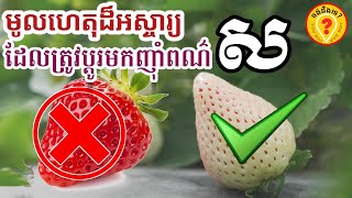 Best White strawberries can heal high blood pressure and diabetic diseases ថ្នាំលើសឈាម ទឹកនោមផ្អែម