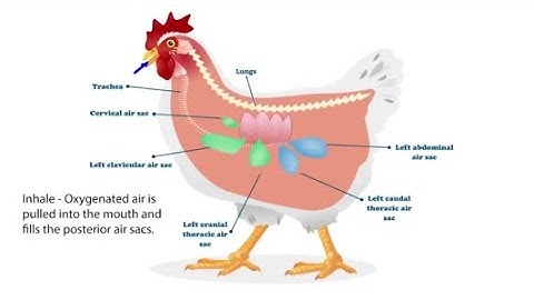 Explore the Incredible Avian Respiratory System of Chickens