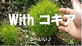 ホウキソウ コキア の育て方 日常管理 Youtube