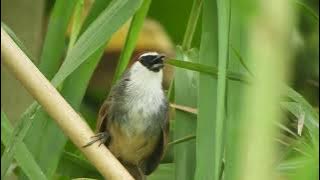 Chestnut-Capped Babbler Call