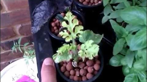 DWC hydroponic update week 1