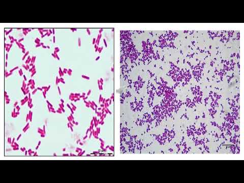 Urinary tract infection - Microbiology (1) | Renal System