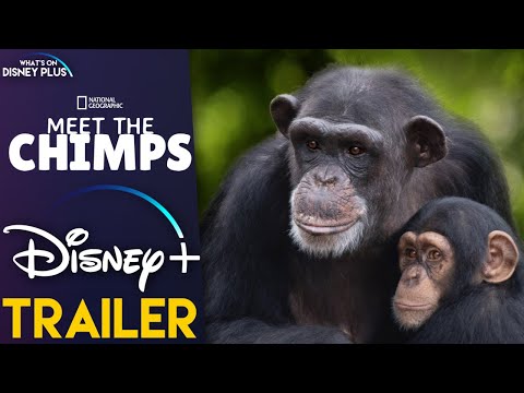 Meet the Chimps | Disney+ Trailer