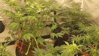 First Ever OKIE GROW SHOW!!!