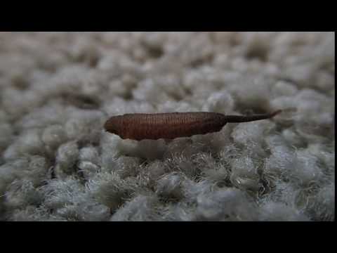 Βίντεο: Hoverfly Larvae And Eggs - Πώς να βρείτε τις μύγες Syrphid στον κήπο