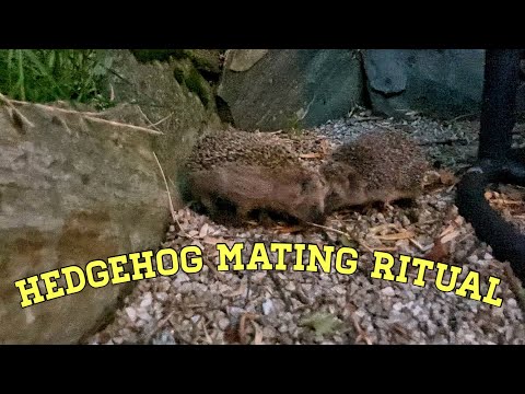 Hedgehog Mating Ritual in My Backyard for 1h!