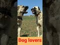 Dog barking video#whatsapp status#07kviral#shorts