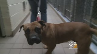 LI Town Wants To Crackdown On Pet Stores