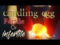 Why and how to candle birds egg (tagalog) tips