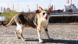 ガリガリで「ご飯くれ！」と鳴き叫ぶ猫にご飯をあげたらすごい勢いですごい量を食べて 食後は落ち着いた